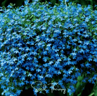 Lobelia, Blue Carpet (Lobelia erinus) - 100 Seeds seed packet from Seed Therapy – American - grown, heirloom seeds
