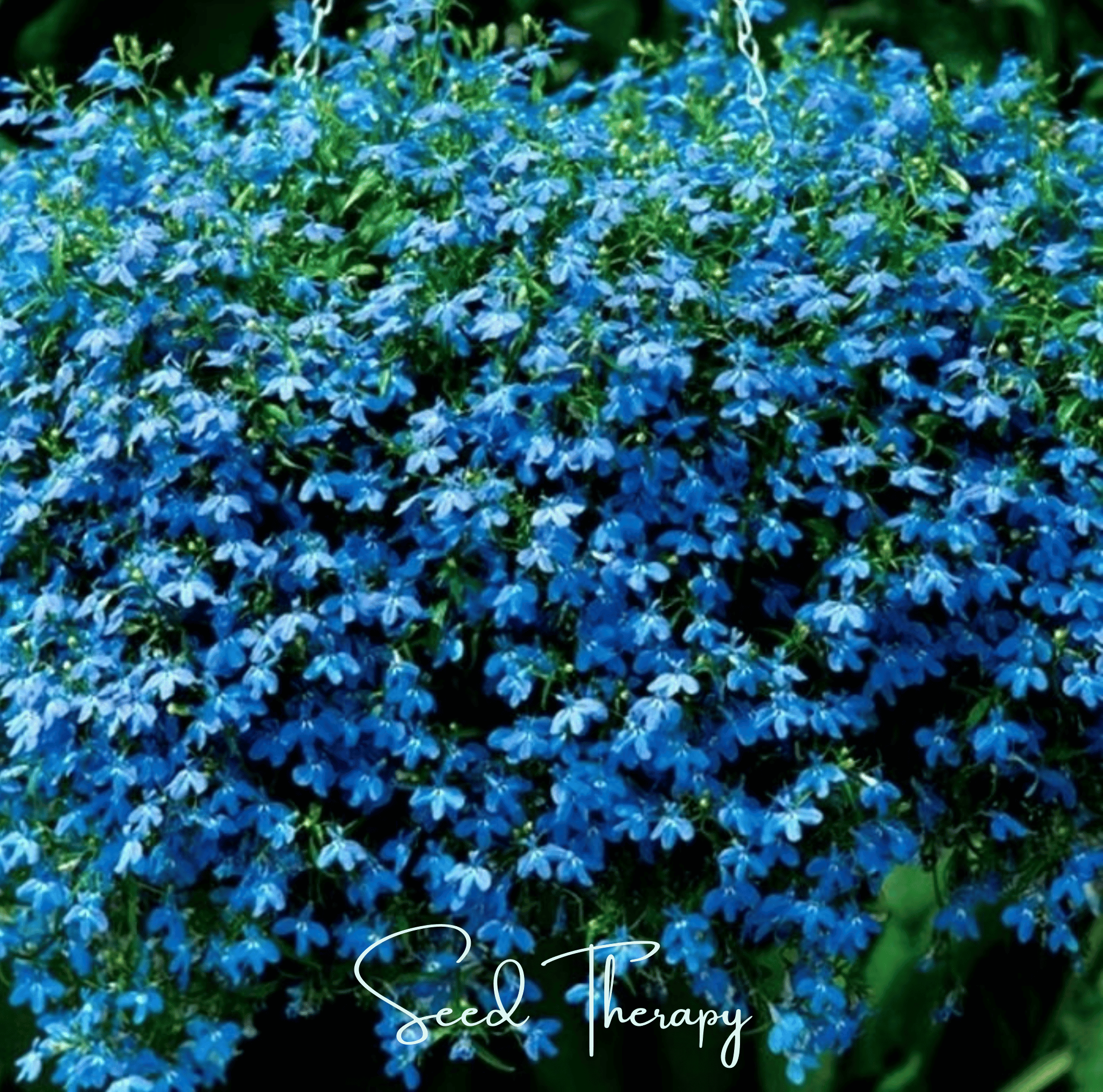 Lobelia, Blue Carpet (Lobelia erinus) - 100 Seeds seed packet from Seed Therapy – American - grown, heirloom seeds