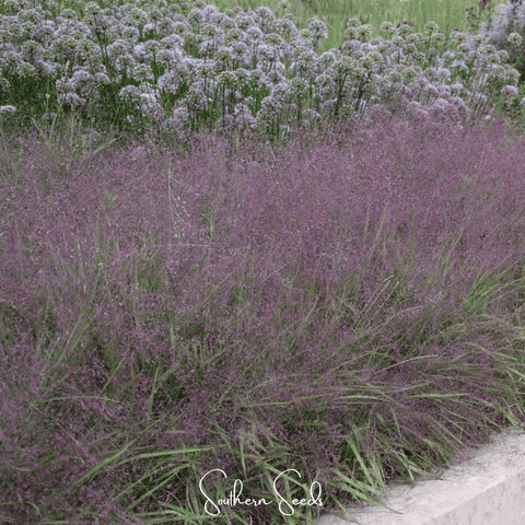 Love Grass, Purple (Eragrostis spectabilis) - 50 Seeds - Seed Therapy