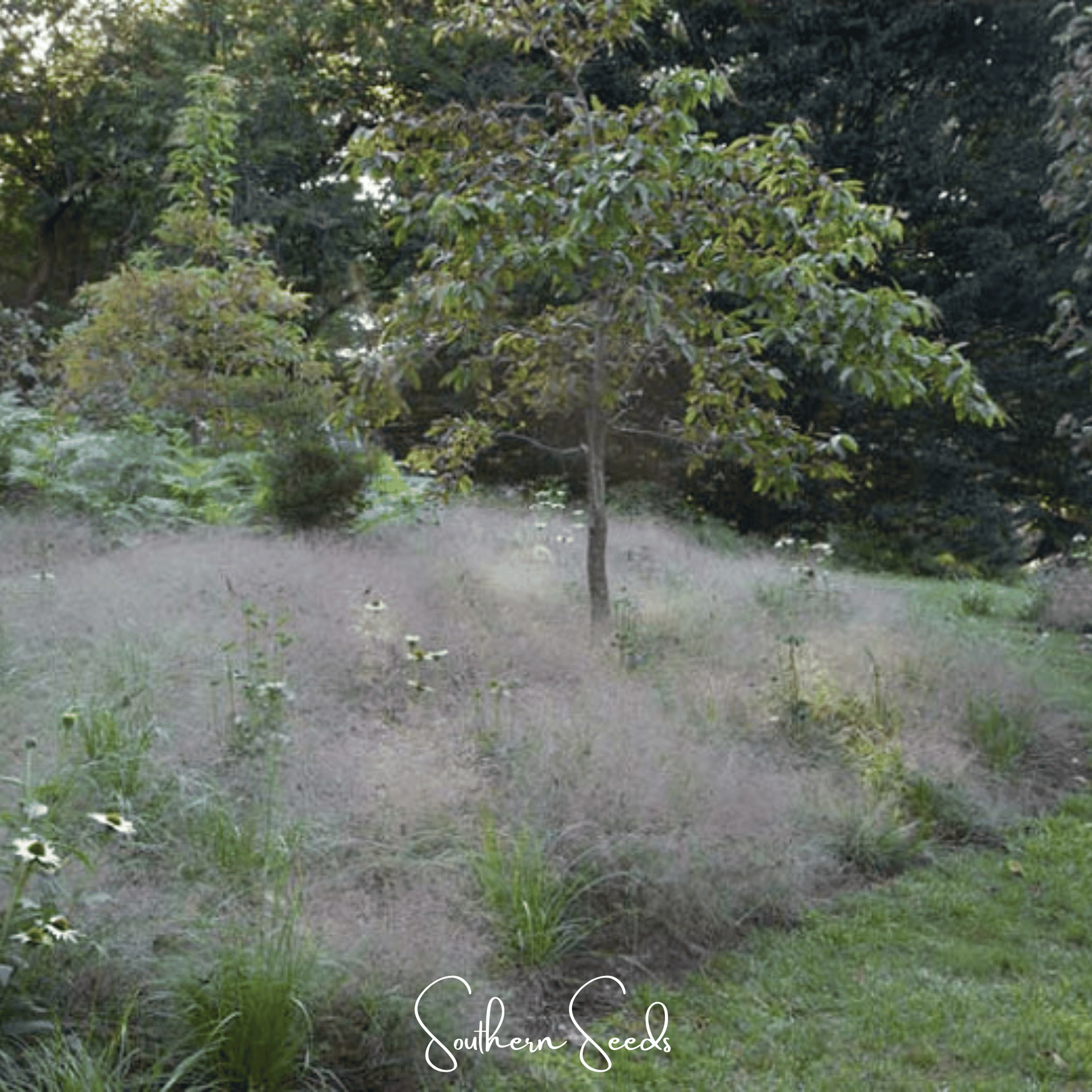planting love grass seed Purple Love Grass – 50 Seeds