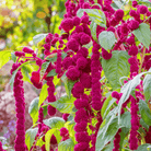 Love Lies Bleeding Amaranth – 250 Seeds seed packet from Seed Therapy – American - grown, heirloom seeds