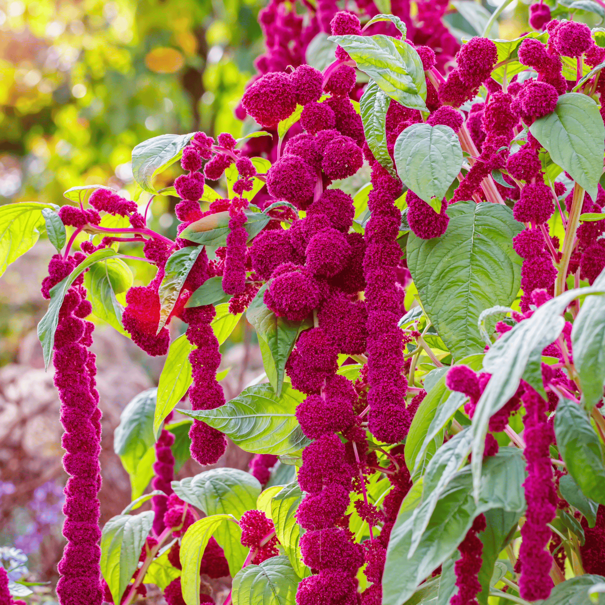 Love Lies Bleeding Amaranth – 250 Seeds seed packet from Seed Therapy – American - grown, heirloom seeds