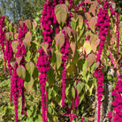 Love Lies Bleeding Amaranth – 250 Seeds seed packet from Seed Therapy – American - grown, heirloom seeds