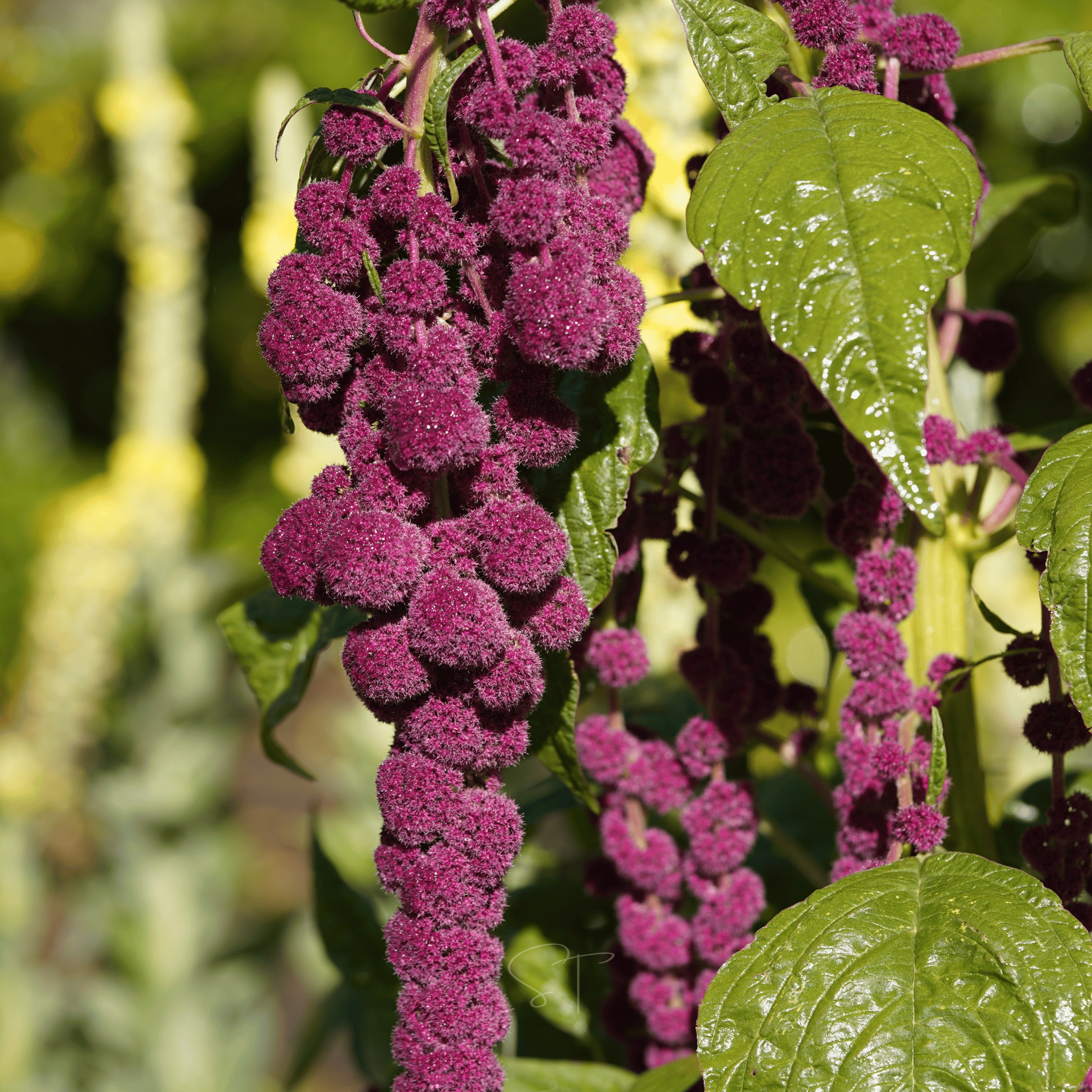 Love Lies Bleeding Amaranth – 250 Seeds seed packet from Seed Therapy – American - grown, heirloom seeds