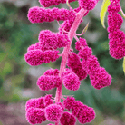 Love Lies Bleeding Amaranth – 250 Seeds seed packet from Seed Therapy – American - grown, heirloom seeds
