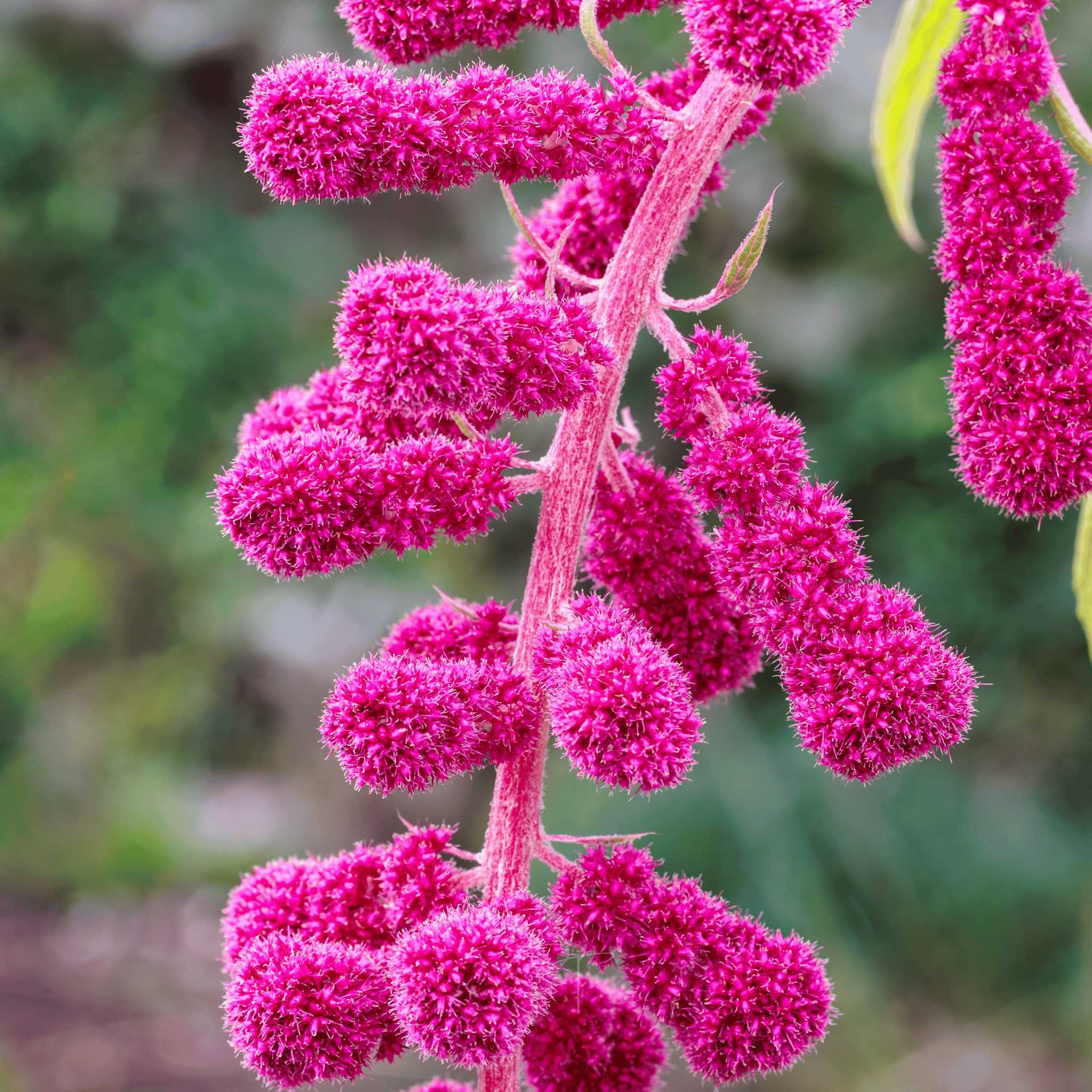 Love Lies Bleeding Amaranth – 250 Seeds seed packet from Seed Therapy – American - grown, heirloom seeds