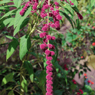Love Lies Bleeding Amaranth – 250 Seeds seed packet from Seed Therapy – American - grown, heirloom seeds