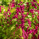 Love Lies Bleeding Amaranth – 250 Seeds seed packet from Seed Therapy – American - grown, heirloom seeds