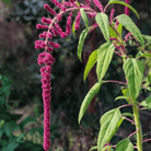 Love Lies Bleeding Amaranth – 250 Seeds seed packet from Seed Therapy – American - grown, heirloom seeds