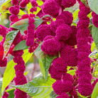 Love Lies Bleeding Amaranth – 250 Seeds seed packet from Seed Therapy – American - grown, heirloom seeds