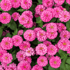 Luminosa Zinnia – 100 Seeds seed packet from Seed Therapy – American - grown, heirloom seeds