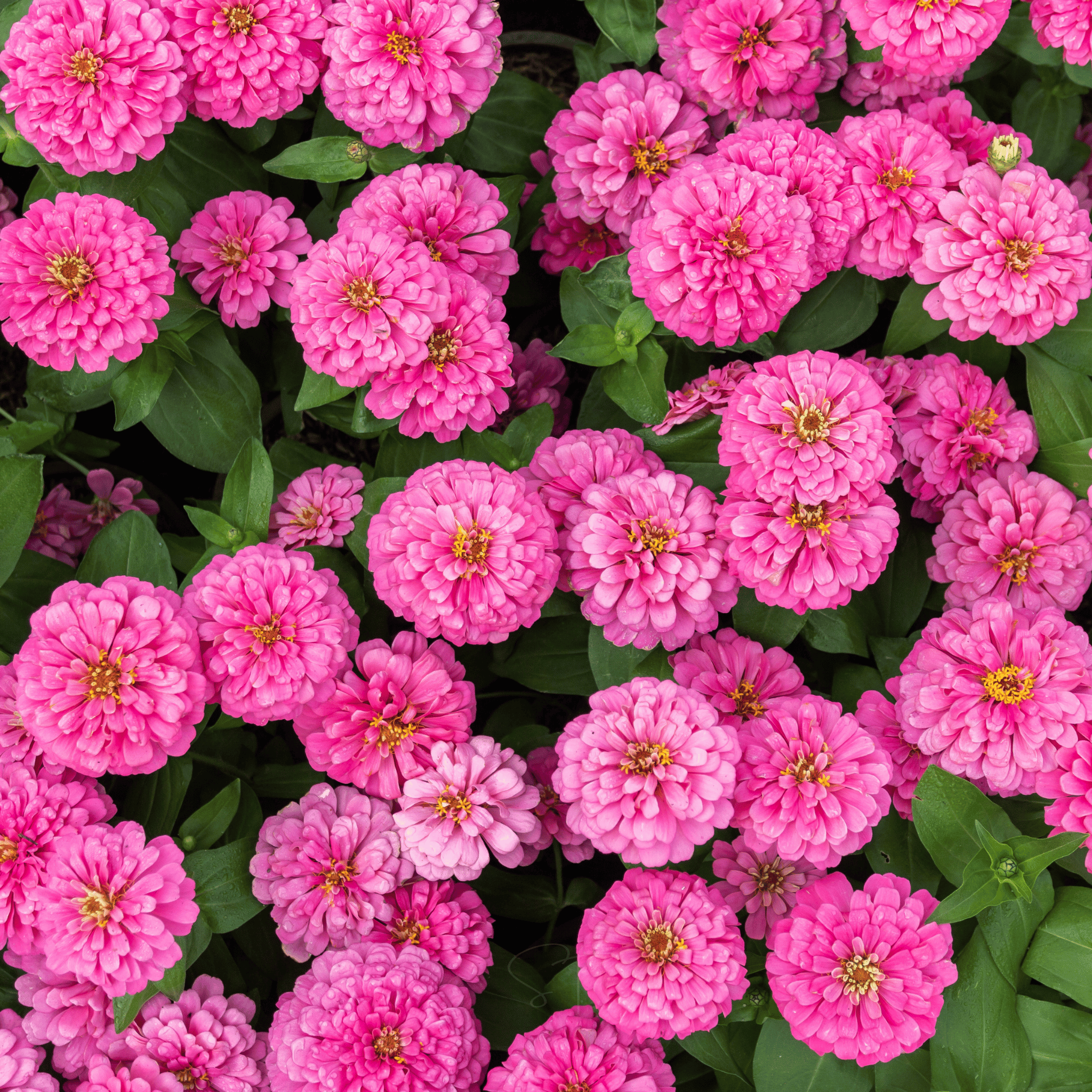 Luminosa Zinnia – 100 Seeds seed packet from Seed Therapy – American - grown, heirloom seeds