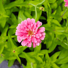 Luminosa Zinnia – 100 Seeds seed packet from Seed Therapy – American - grown, heirloom seeds