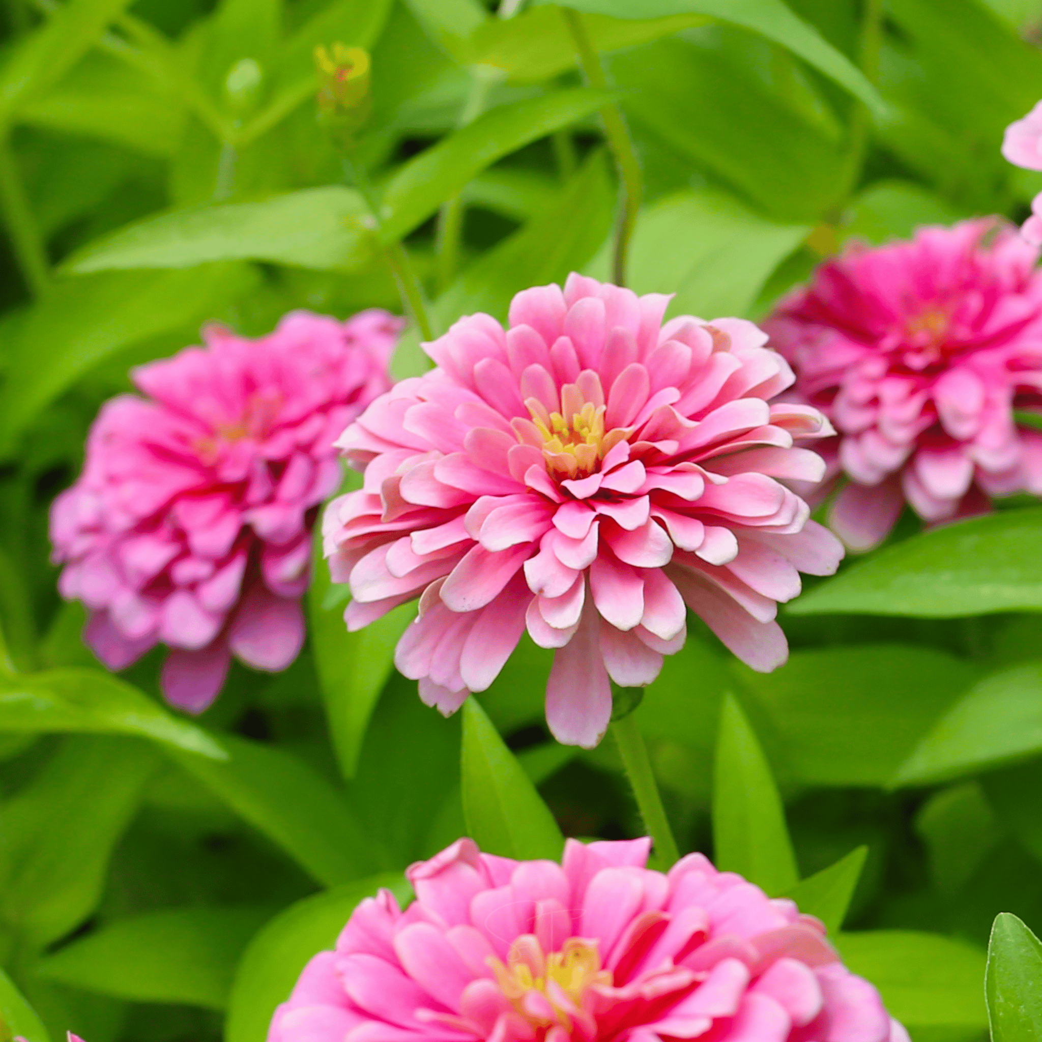 Luminosa Zinnia – 100 Seeds seed packet from Seed Therapy – American - grown, heirloom seeds