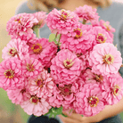 Luminosa Zinnia – 100 Seeds seed packet from Seed Therapy – American - grown, heirloom seeds