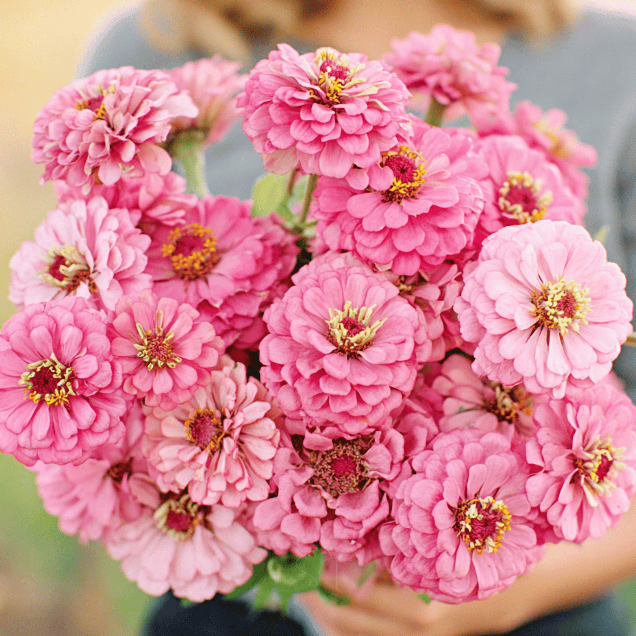 Luminosa Zinnia – 100 Seeds seed packet from Seed Therapy – American - grown, heirloom seeds