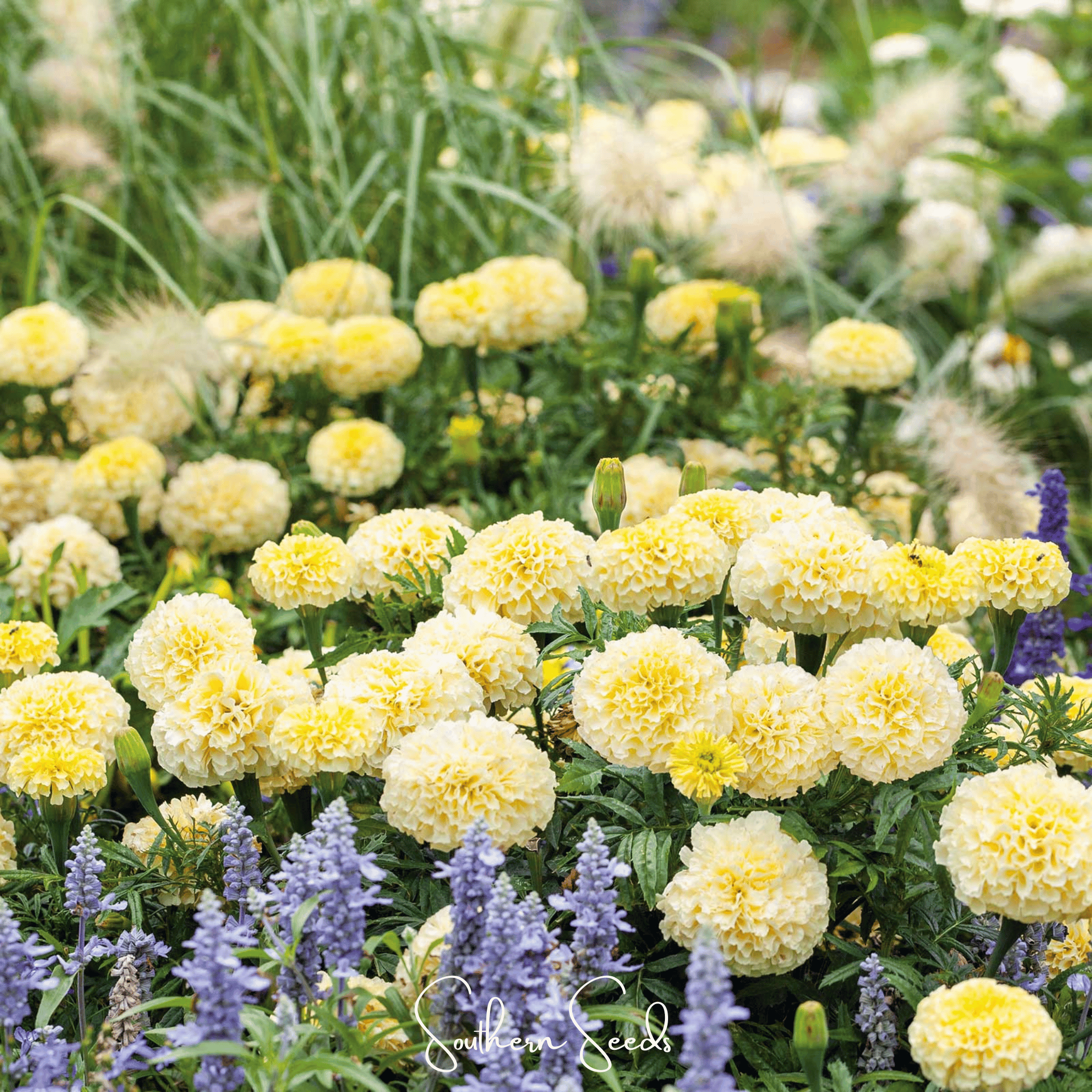 african marigold seeds germination time Marigold African, Moonlight (Tagetes patula) - 50 Seeds