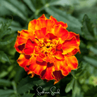 Marigold French, Bolero (Tagetes patula) - 50 Seeds | Seed Therapy – Heirloom Garden Seeds