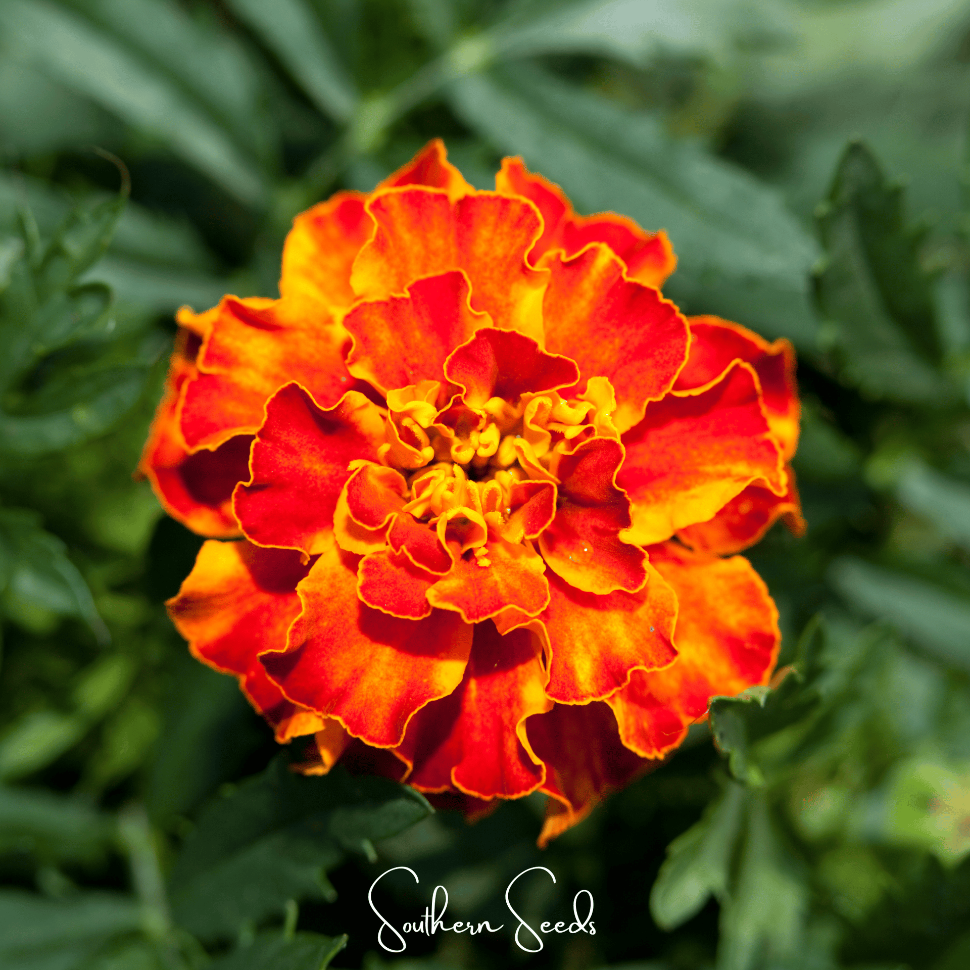Bolero French Marigold  50 Seeds