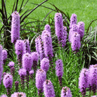 Marsh Blazing Star – 50 Seeds seed packet from Seed Therapy – American - grown, heirloom seeds