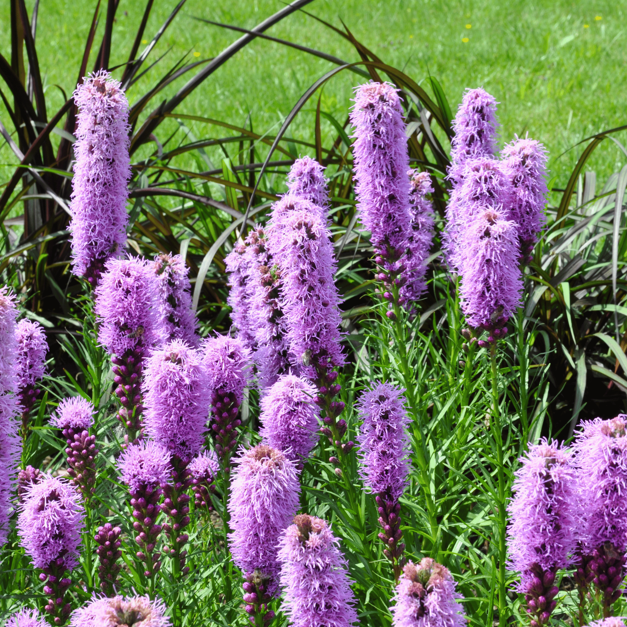 Marsh Blazing Star – 50 Seeds seed packet from Seed Therapy – American - grown, heirloom seeds