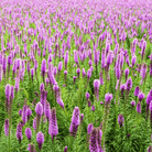 Marsh Blazing Star – 50 Seeds seed packet from Seed Therapy – American - grown, heirloom seeds