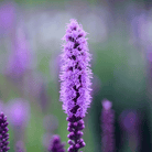 Marsh Blazing Star – 50 Seeds seed packet from Seed Therapy – American - grown, heirloom seeds