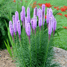 Marsh Blazing Star – 50 Seeds seed packet from Seed Therapy – American - grown, heirloom seeds