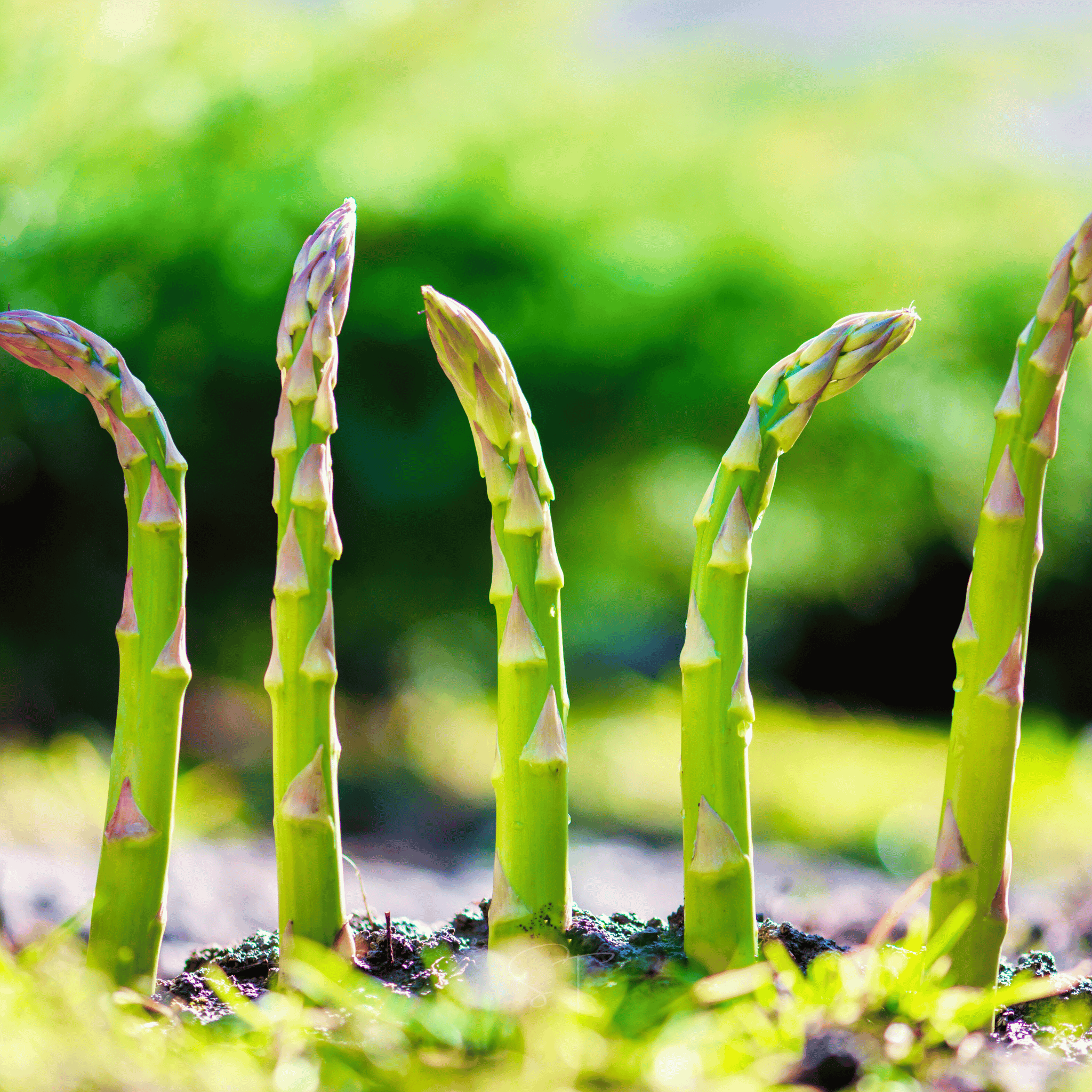 Mary Washington Asparagus – 50 Seeds seed packet from Seed Therapy – American - grown, heirloom seeds