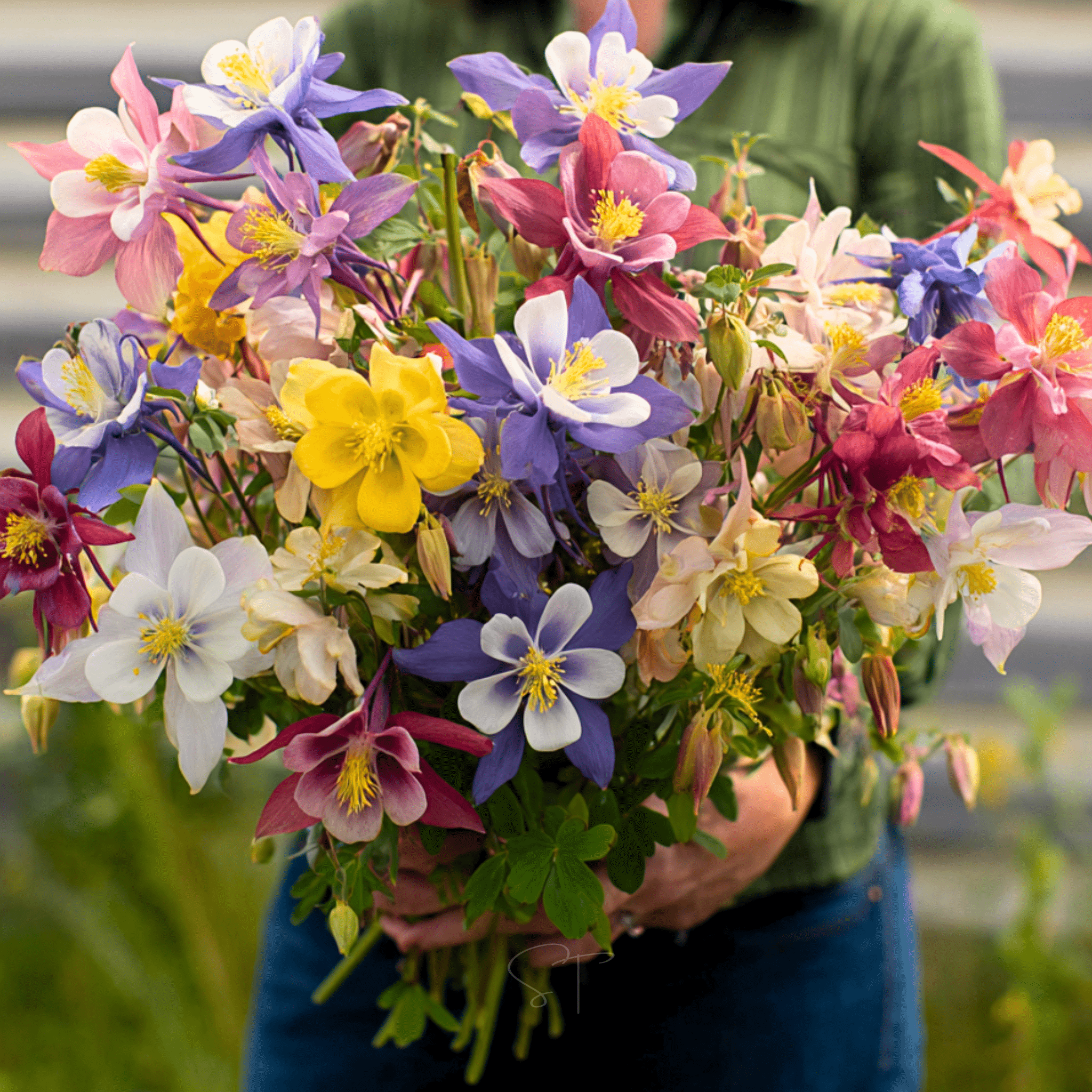 planting aquilegia seeds McKana Giant Columbine – 100 Seeds