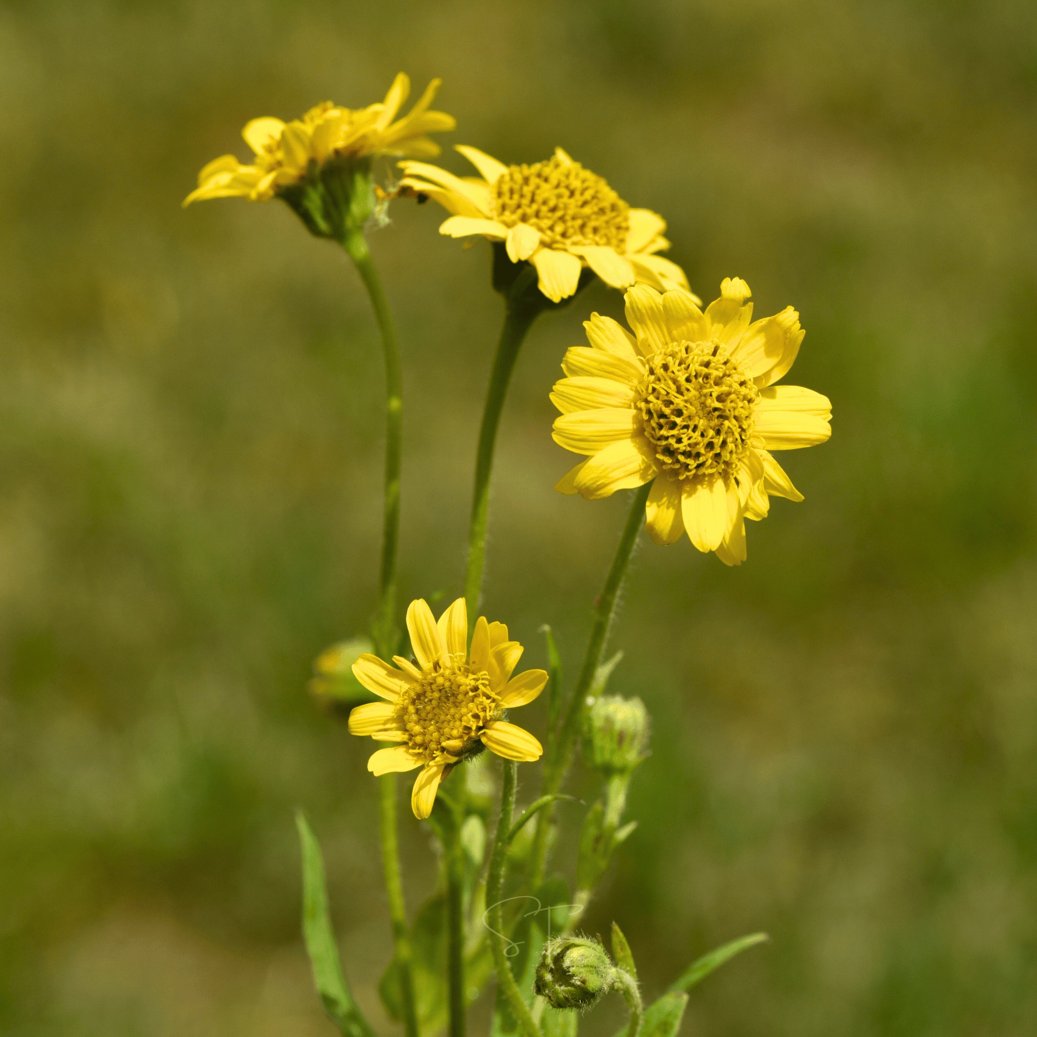 Meadow Arnica – 20 Seeds seed packet from Seed Therapy – American - grown, heirloom seeds