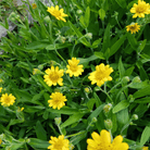 Meadow Arnica – 20 Seeds seed packet from Seed Therapy – American - grown, heirloom seeds