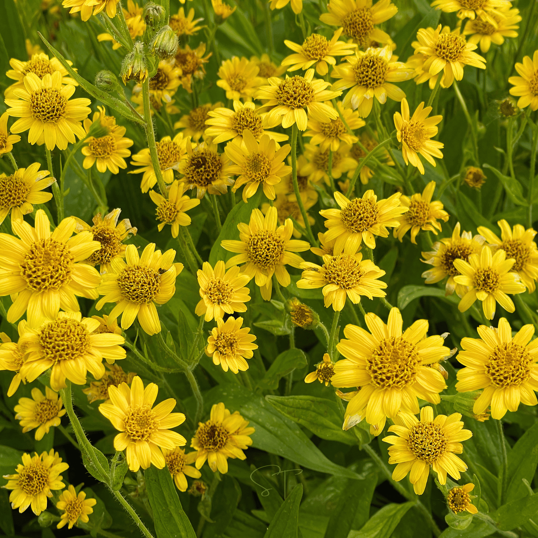 Meadow Arnica – 20 Seeds seed packet from Seed Therapy – American - grown, heirloom seeds