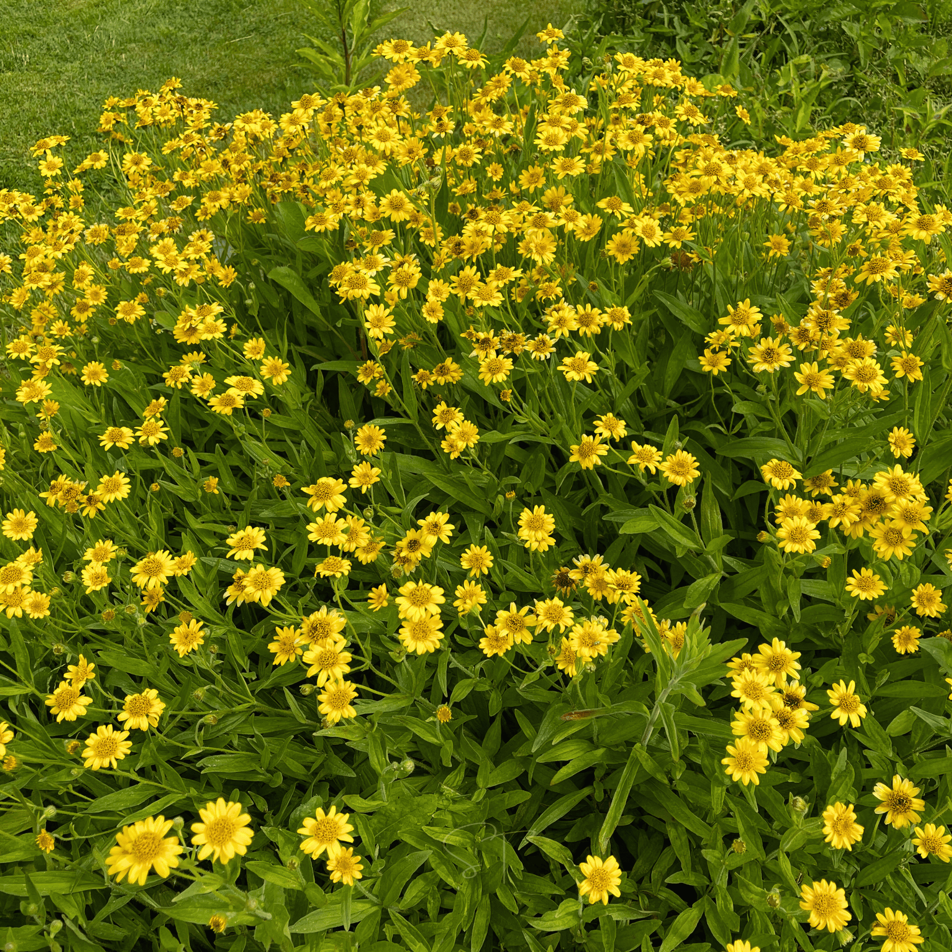 buy dahlia plants Dahlia imperialis, Bell Tree Dahlia – Dancing Oaks Nursery and Gardens main image 1