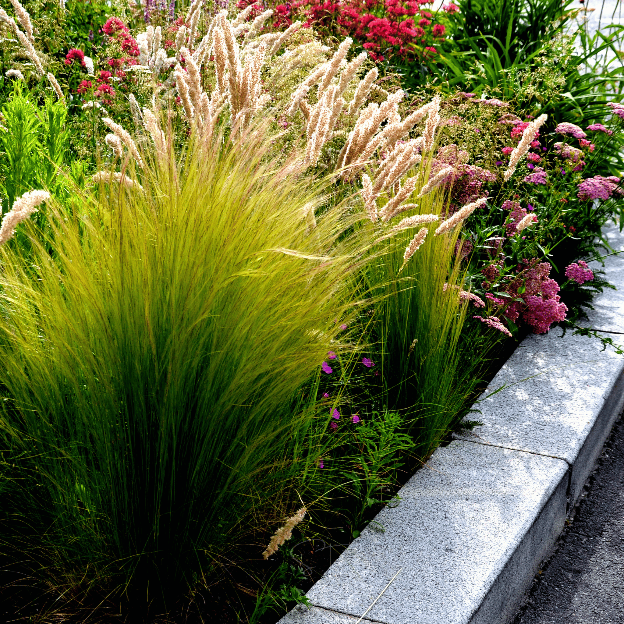 Mexican Feather Grass – 50 Seeds seed packet from Seed Therapy – American - grown, heirloom seeds