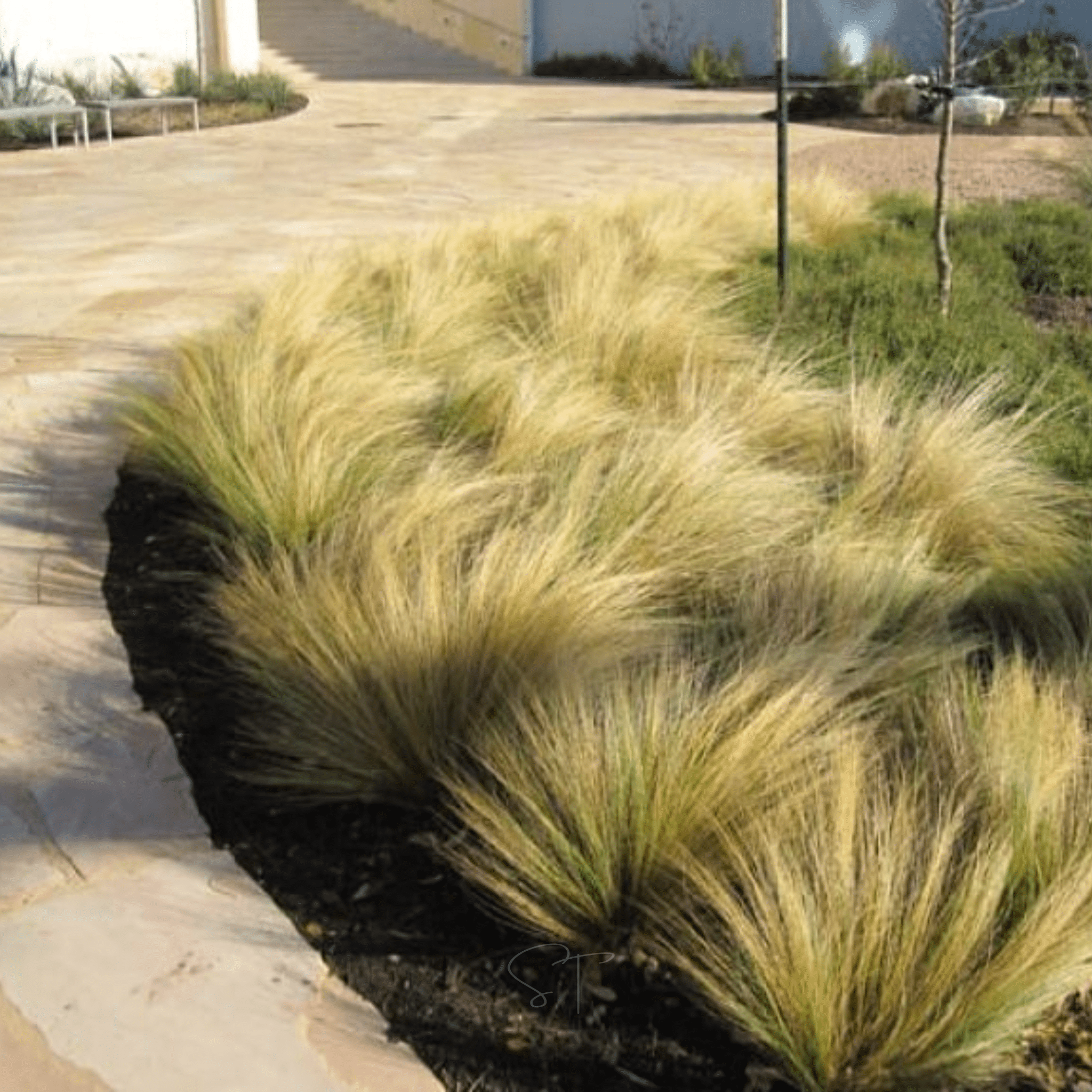Mexican Feather Grass – 50 Seeds seed packet from Seed Therapy – American - grown, heirloom seeds