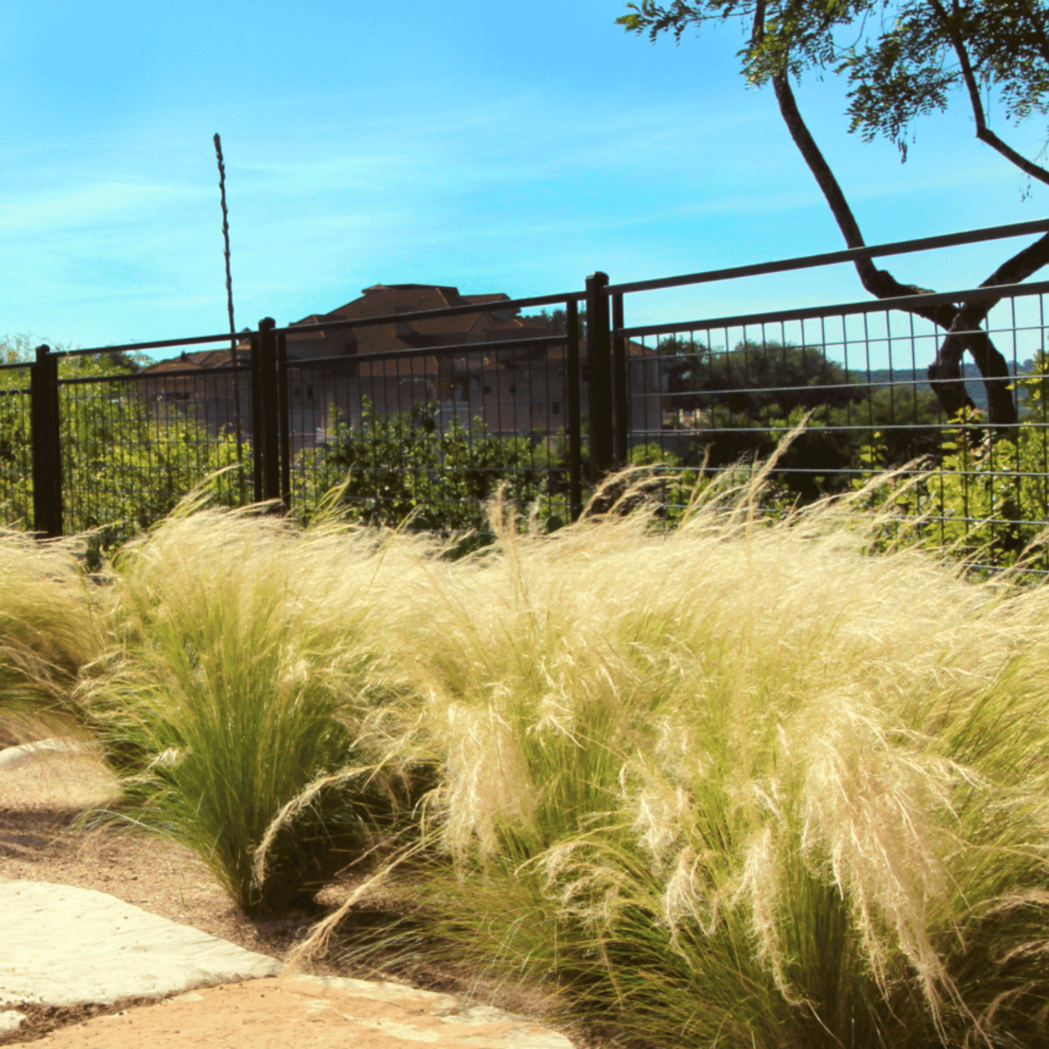 Mexican Feather Grass – 50 Seeds seed packet from Seed Therapy – American - grown, heirloom seeds