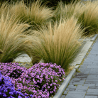 Mexican Feather Grass – 50 Seeds seed packet from Seed Therapy – American - grown, heirloom seeds