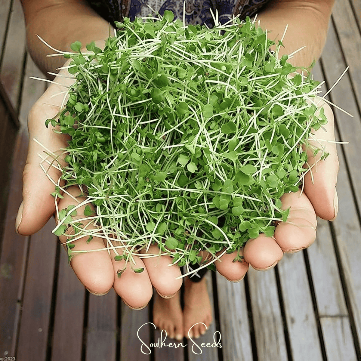10+ Wasabi Microgreen Seeds Microgreen, Wasabi Spicy Mustard (Brassica juncea) - 10 grams - Seed