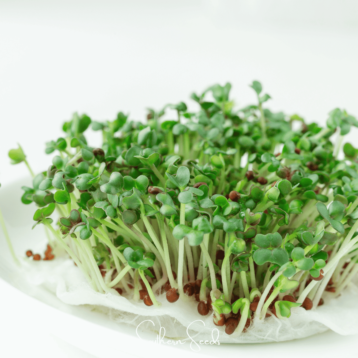 Microgreen, Wasabi Spicy Mustard (Brassica juncea) - 10 grams - Seed ...