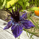 Midnight Love in a Mist – 100 Seeds seed packet from Seed Therapy – American - grown, heirloom seeds