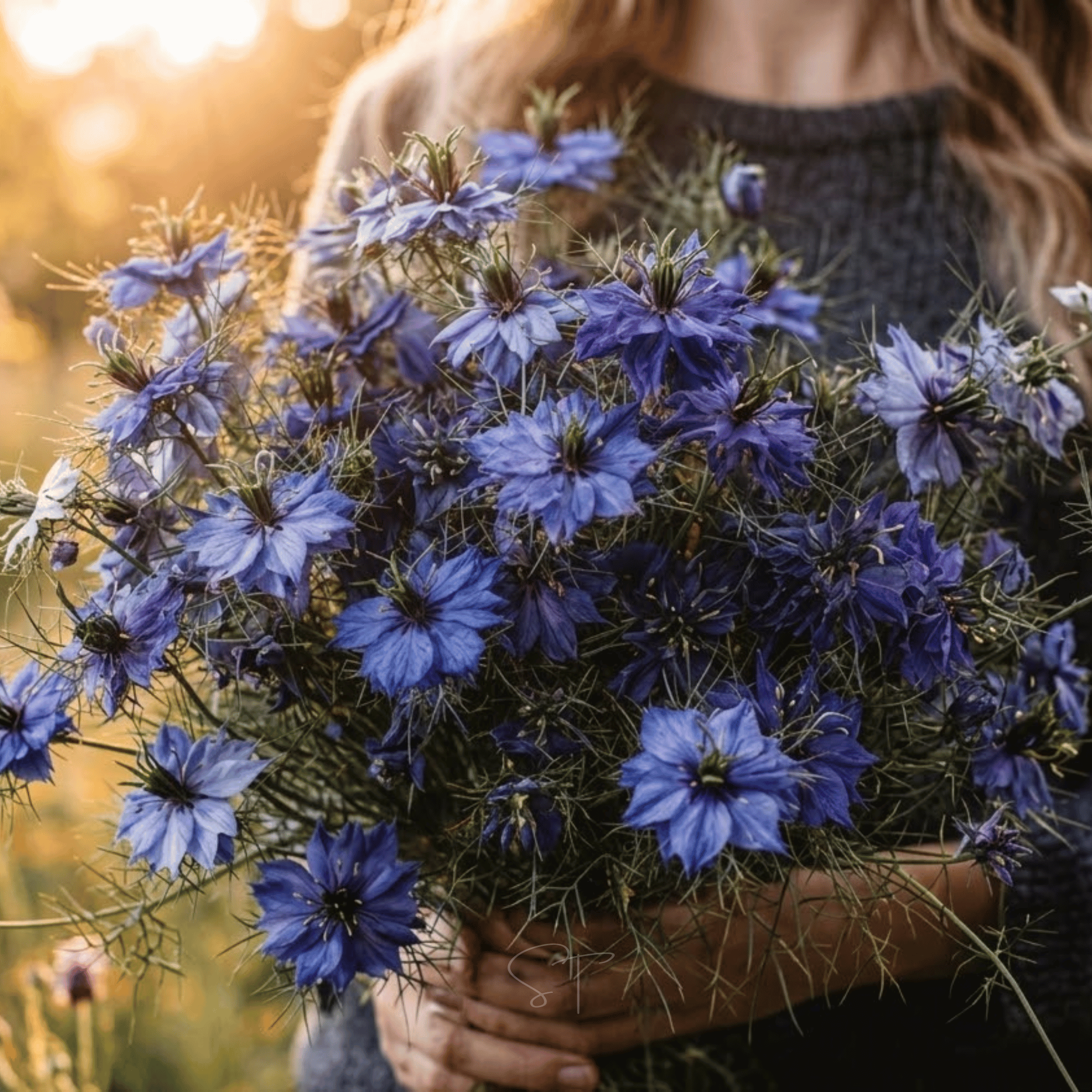 Midnight Love in a Mist – 100 Seeds seed packet from Seed Therapy – American - grown, heirloom seeds