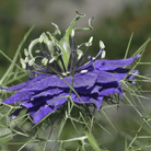 Midnight Love in a Mist – 100 Seeds seed packet from Seed Therapy – American - grown, heirloom seeds