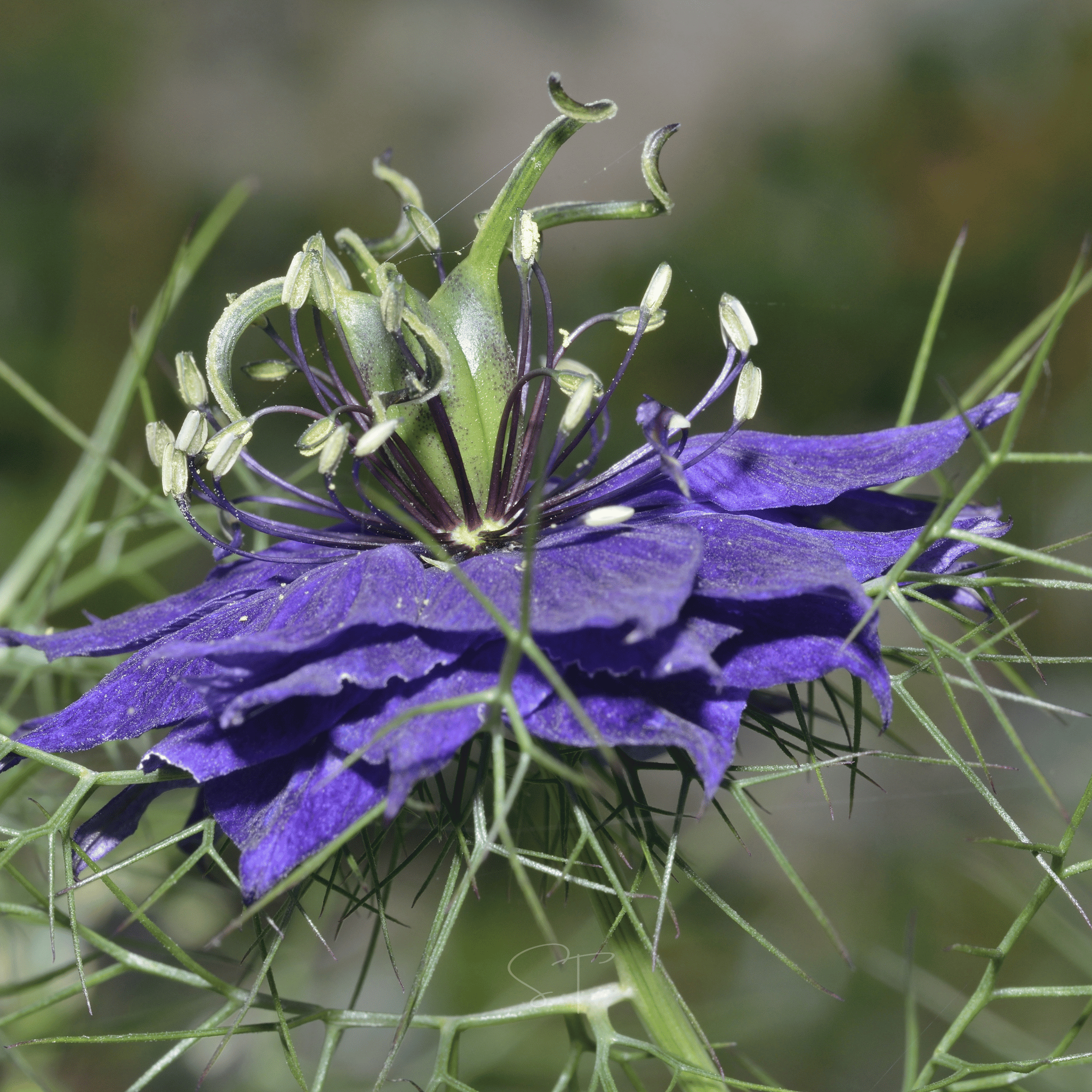 Midnight Love in a Mist – 100 Seeds seed packet from Seed Therapy – American - grown, heirloom seeds