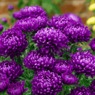Milady Blue Aster – 50 Seeds seed packet from Seed Therapy – American - grown, heirloom seeds