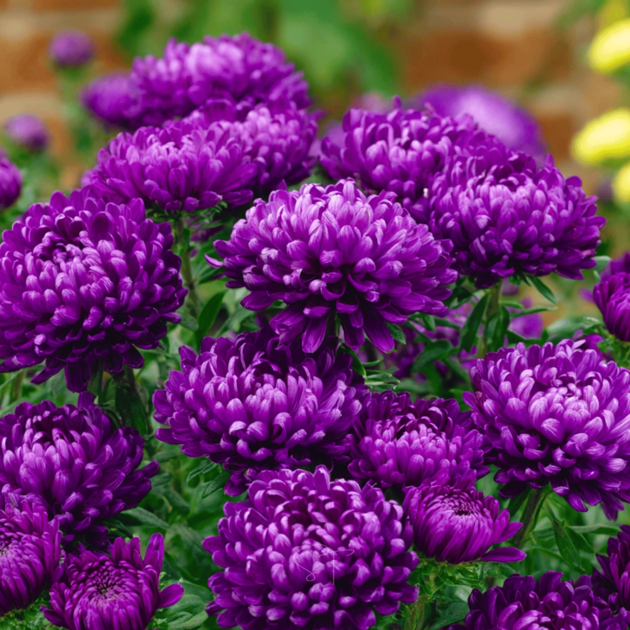 Milady Blue Aster – 50 Seeds seed packet from Seed Therapy – American - grown, heirloom seeds