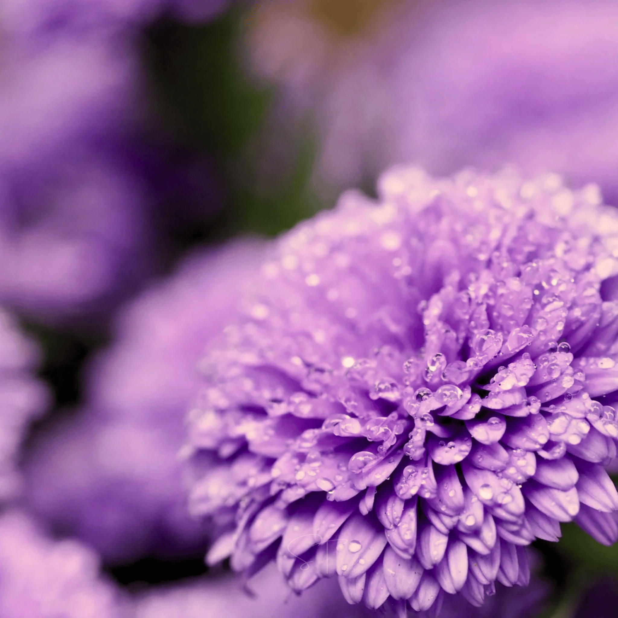 Milady Lilac Dwarf Aster - 50 Seeds seed packet from Seed Therapy – American - grown, heirloom seeds