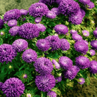 Milady Lilac Dwarf Aster - 50 Seeds seed packet from Seed Therapy – American - grown, heirloom seeds