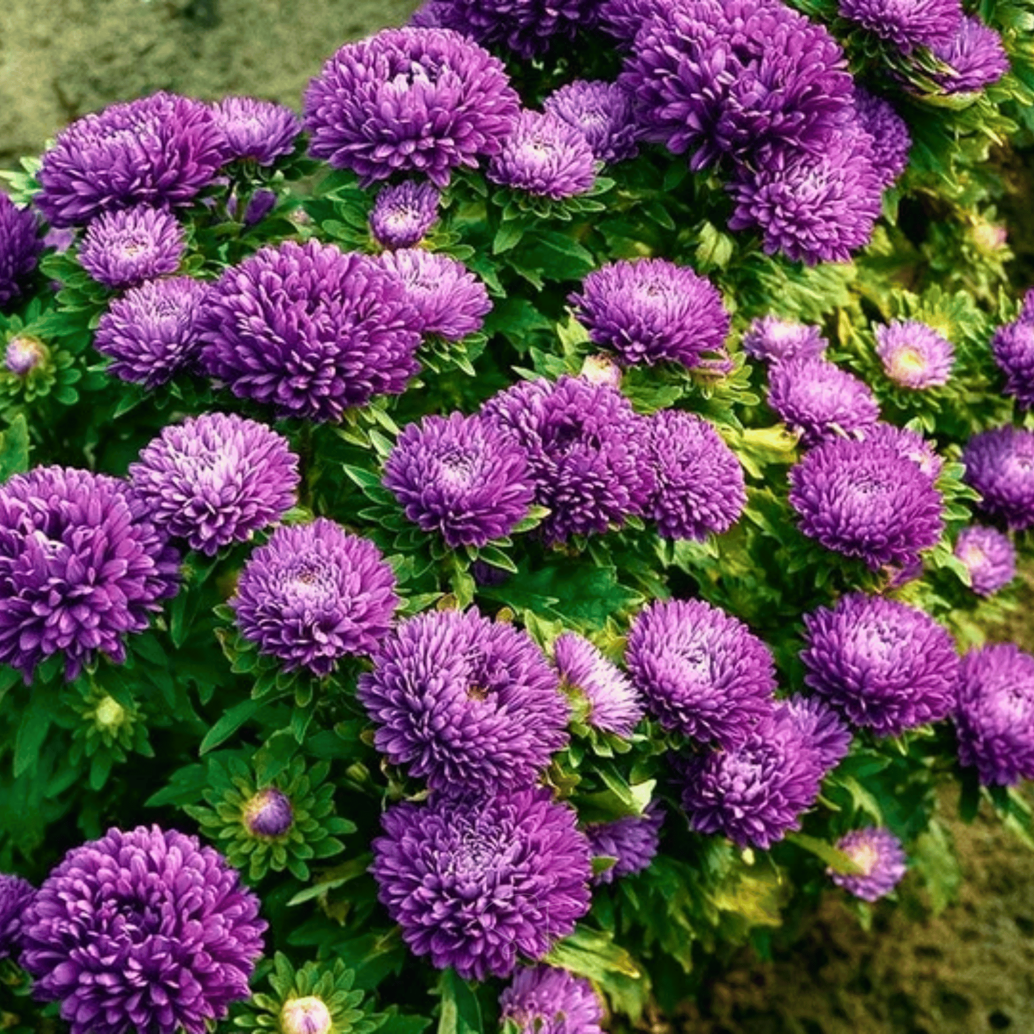 Milady Lilac Dwarf Aster - 50 Seeds seed packet from Seed Therapy – American - grown, heirloom seeds