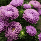 Milady Lilac Dwarf Aster - 50 Seeds seed packet from Seed Therapy – American - grown, heirloom seeds